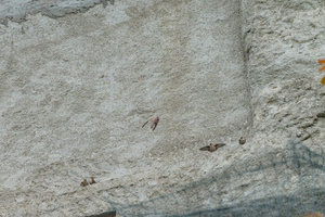 Nu nog een telelens...